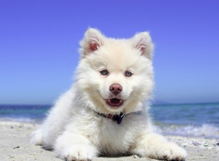 ¿Buscas un apartamento en Guadalest con mascota?